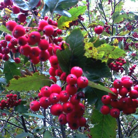 Sorbus dacica-scorus ( T )